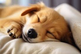 科技赋能，你的「陪狗玩」时间更精彩：智能玩具评测与推荐