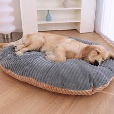 AI教练上线！智能设备助你高效「陪狗玩」，打造完美宠物伴侣