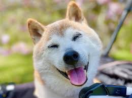 狗狗成长记：科学训练助力爱犬成为运动健将