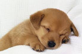 狗狗成长黄金期：抓住运动关键期，塑造强健体魄