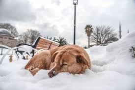 狗狗成长秘籍：基因检测揭秘运动天赋，定制训练计划